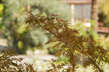 Image showing Autumn landscape Caucasus