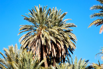 Image showing tropical palm in morocco  the sky