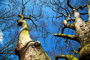 Image showing park in london spring  