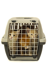 Image showing Kittens in transport box isolated on white background