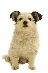 Image showing Small dog sitting on white background