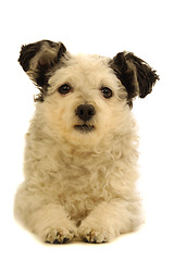 Image showing Small dog resting on white background