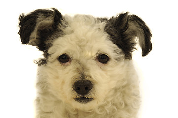 Image showing Dog face on white background