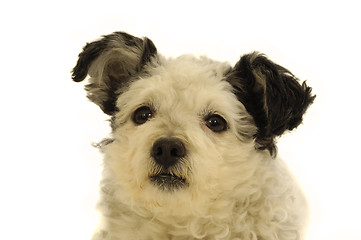 Image showing Dog face on white background