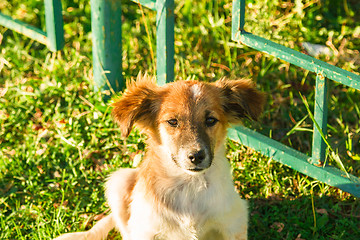 Image showing Portrait of a little puppy