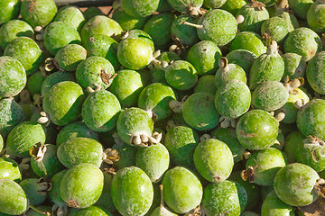 Image showing The fruits of feijoa plants   