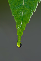 Image showing water drop on leaf