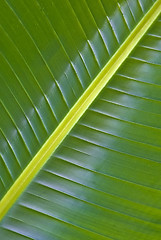 Image showing palm leaf