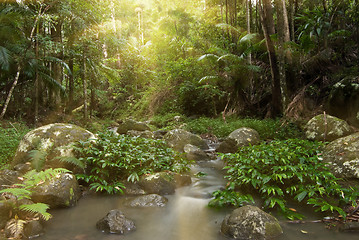 Image showing rainforest rays