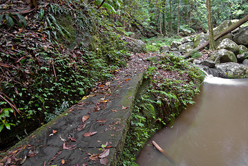 Image showing rainforest