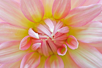 Image showing pink chrysanthemum flower