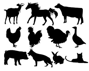 Image showing animals