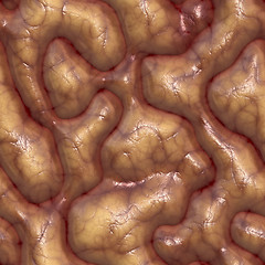 Image showing brains