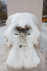 Image showing Elephant Skull in etosha national park