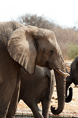 Image showing African elephants at a waterhole