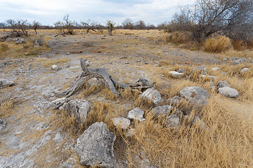 Image showing landscape namibia game reserve