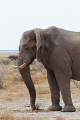 Image showing big african elephants on Etosha national park