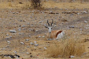 Image showing Springbok Antidorcas marsupialis