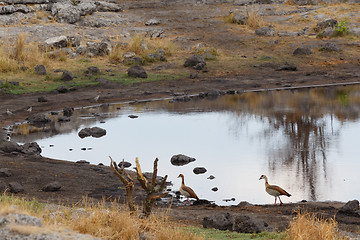 Image showing Egyptian Goose in etosha