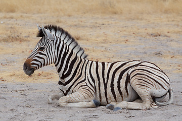 Image showing Young zebra in african bush