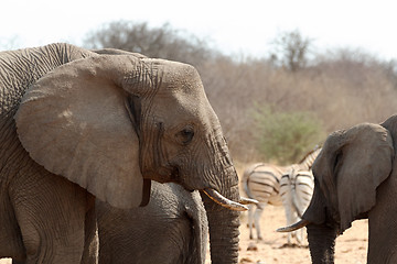 Image showing African elephants at a waterhole