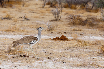 Image showing Kori Bustard in african bush