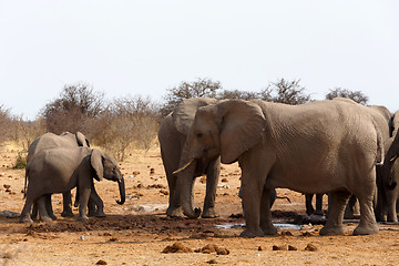 Image showing herd of African elephants at a waterhole