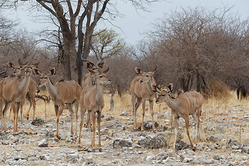 Image showing herd of Kudu on way to waterhole