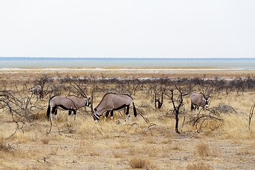 Image showing Oryx gazella in etosha