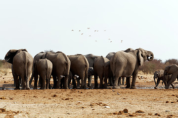 Image showing herd of African elephants at a waterhole