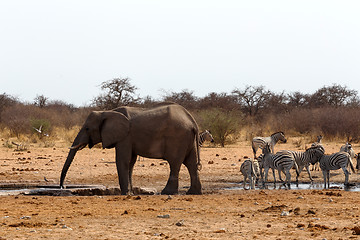 Image showing herd of African elephants at a waterhole