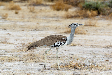 Image showing Kori Bustard in african bush