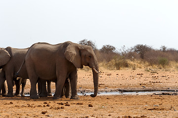 Image showing herd of African elephants at a waterhole