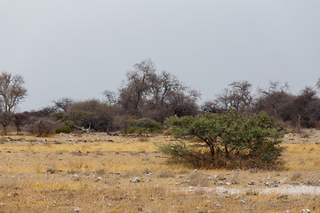 Image showing landscape namibia game reserve