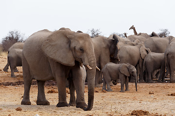 Image showing herd of African elephants at a waterhole