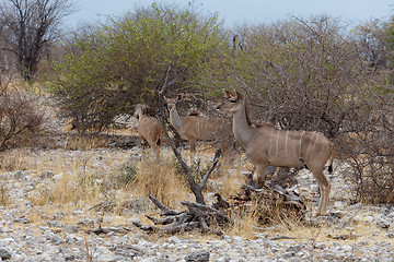 Image showing herd of Kudu on way to waterhole