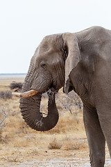 Image showing big african elephants on Etosha national park