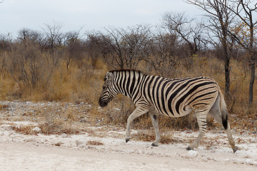 Image showing Zebra in african bush