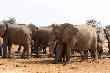 Image showing herd of African elephants at a waterhole