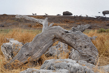 Image showing landscape namibia game reserve