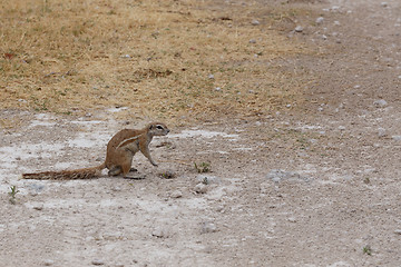 Image showing South African ground squirrel Xerus inauris