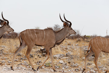 Image showing herd of Kudu on way to waterhole