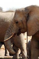 Image showing African elephants at a waterhole