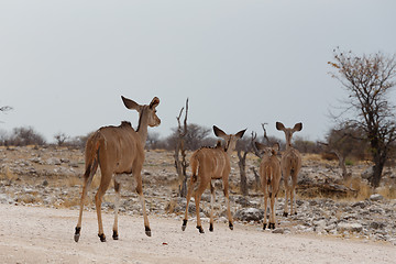 Image showing herd of Kudu on way to waterhole