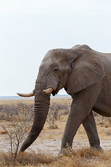 Image showing big african elephants on Etosha national park