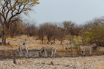 Image showing Zebra in african bush