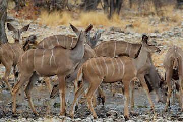 Image showing herd of Kudu on way to waterhole