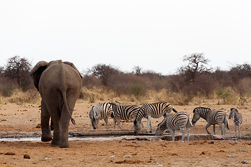 Image showing herd of African elephants at a waterhole