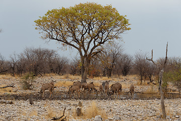 Image showing herd of Kudu on way to waterhole