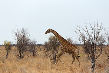 Image showing Giraffa camelopardalis near waterhole